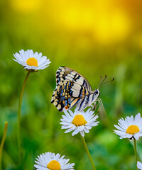 Beautiful wild flowers daisies and butterfly in morning cool haze in nature spring close-up macro