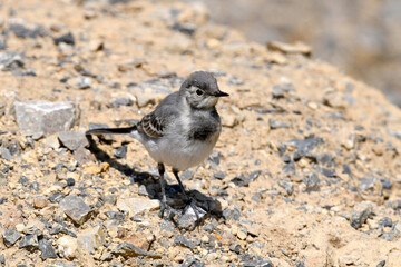 young White wagtail // junge Bachstelze (Motacilla alba) 