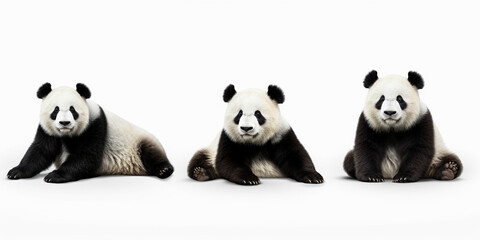 Obraz premium Wildlife Zoo China Pandas Banner Panorama - Collection of Cute Big Pandas (Panda Bears) in Various Poses - Standing, Sitting, Lying - Isolated on White Background