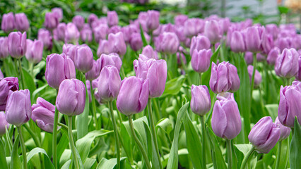  tulips in the  garden 