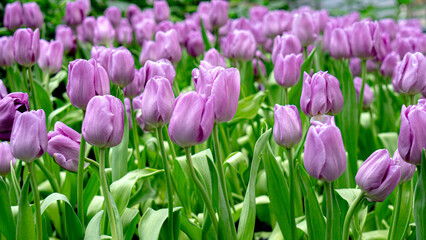  tulips in the  garden 