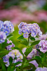 愛知県蒲郡市　アジサイの咲き誇る風景