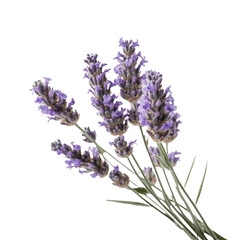 Lavender, isolated on transparent background. 