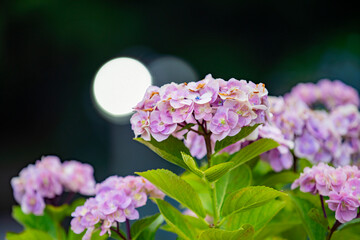 愛知県蒲郡市　アジサイの咲き誇る風景