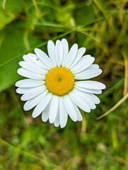 Obraz premium white daisy flower