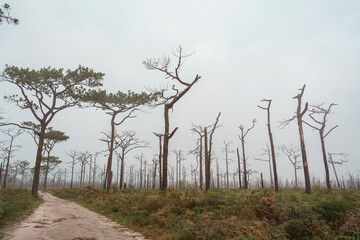 Dried trees in the winter at Mysterious forest with a view of fog