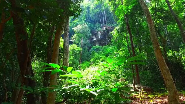 beautiful Malaysia Asia landscape. Dayang Bunting Lake on Langkawi Island. Tropical paradiese