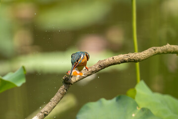 common kingfisher and a fish