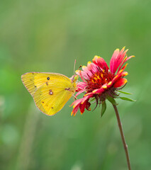 Orange Sulphur (Colias eurytheme) butterfly feeding on Indian Blanket flower in the spring. Natural green background with copy space.