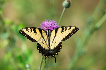 Eastern Tiger Swallowtail butterfly (Papilio glaucus) feeding on thistle flowers, beautiful yellow wings wide open.