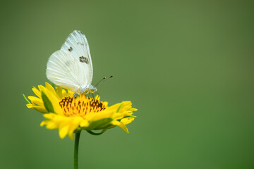 Checkered White (Pontia protodice) butterfly feeding on Golden Crownbeard flower in the garden. Natural green background with copy space.