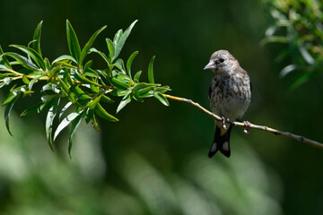 young European Goldfinch // junger Stieglitz (Carduelis carduelis)