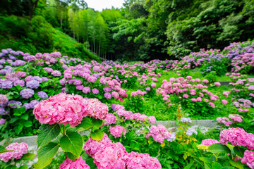 愛知県蒲郡市　アジサイの咲き誇る風景