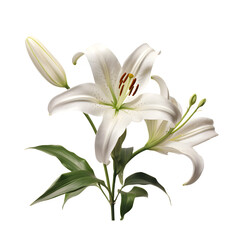 White lily isolated on white png transparent background  - obrazy, fototapety, plakaty