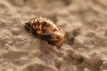 Macro close up small animal on wall snail