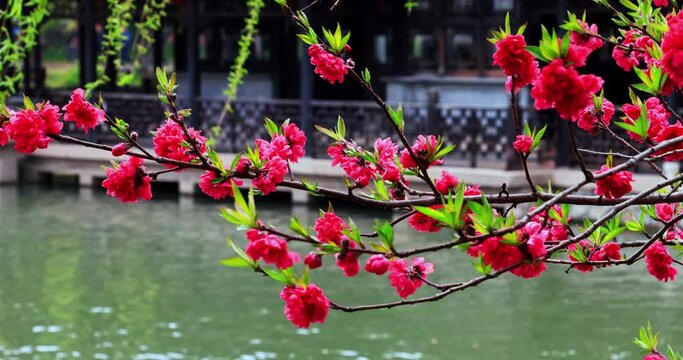 Slender West Lake is located in the northwest suburb of Yangzhou City. It has formed a basic pattern in the Kang-Qian period of the Qing Dynasty, and has the reputation of "garden abundance, the best 
