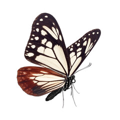 Black and white butterfly