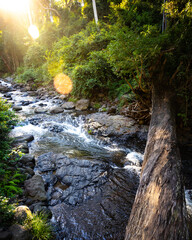 unique scenery of lamington national park on the path to larapinta falls; dense rainforest...