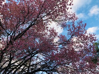 Pink cherry blossom