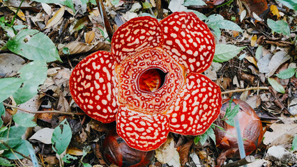 rafflesia flower