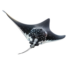 Giant oceanic manta ray fish without background - obrazy, fototapety, plakaty