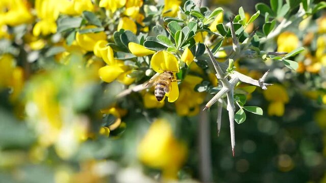 A bee flies around yellow acacia flowers on a sunny summer day. The insect collects nectar from the fragrant flowers of the shrub.