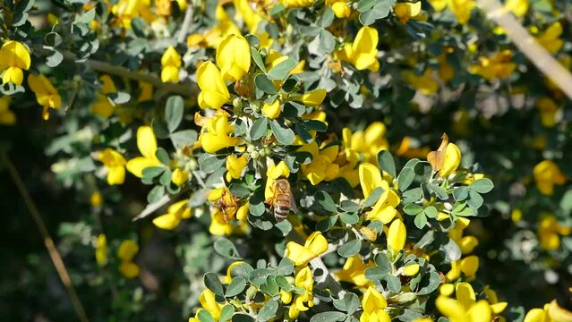 A bee flies around yellow acacia flowers on a sunny summer day. The insect collects nectar from the fragrant flowers of the shrub.