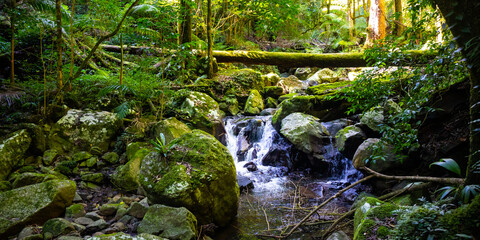 unique scenery of lamington national park on the path to larapinta falls; dense rainforest vegetation alongside rocky creek with little waterfalls; gondwana rainforest in queensland, australia	 - obrazy, fototapety, plakaty