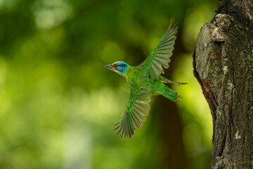 Taiwan barbet in flight