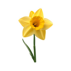 Yellow daffodils isolated on white png transparent background
