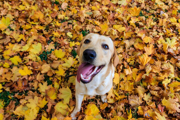 Young labrador retriever dog in the fallen yellow maple leaves in autumn park