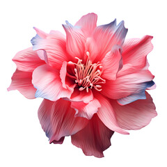 Pink dahlia flower isolated on png transparent background