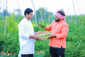 harvesting green chilly