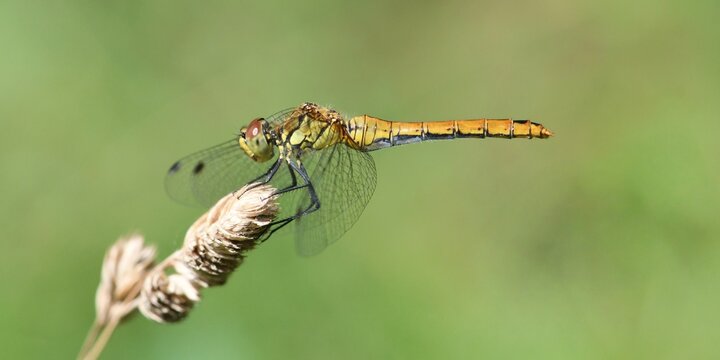 libellule jaune 1