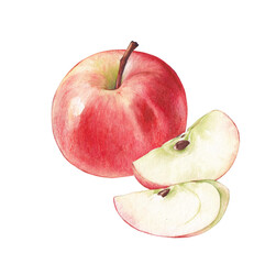 Watercolor illustration of red apple and two slices