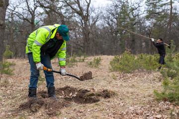 Volunteers or gardeners plant a tree and dig a hole with a shovel in the old park.