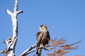 CaraCara bird resting on a tree