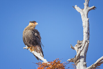 CaraCara bird resting on a tree