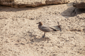 bird perched on rocks cliff on the beach