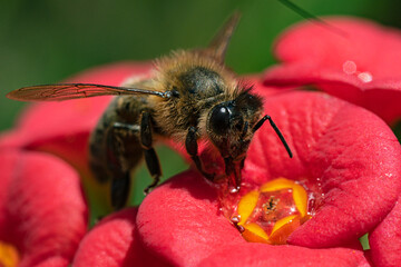 honey bee on a flower close up view