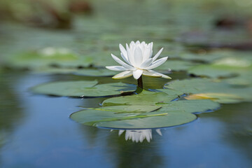 Water lily in pond at Kenilworth Aquatic Garden in Washington, D.C.