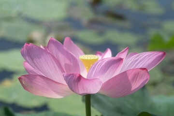 Pink lotus at Kenilworth Aquatic Garden in Washington, D.C.