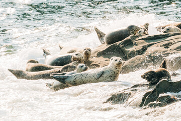 A group of harbor seals lay in the waves in the Strait of Juan de Fuca