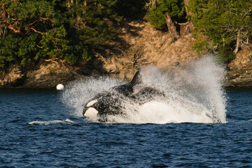 Bigg's Killer Whale T019, Nootka, hunting a sea lion © Cavan