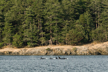 Wide view of a family of Bigg's Killer Whales in the Salish Sea