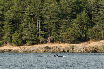Wide view of a family of Bigg's Killer Whales in the Salish Sea © Cavan