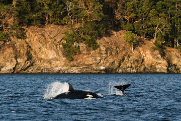 A view of a transient killer whale under the water © Cavan
