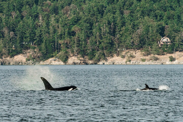 Wide view of two Bigg's Killer Whales in Washington State