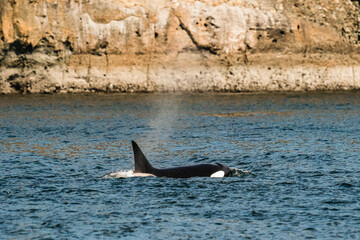 Side view of a transient killer whale in the Strait of Juan de Fuca