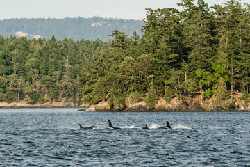 A pod of orcas swimming together through the Salish Sea